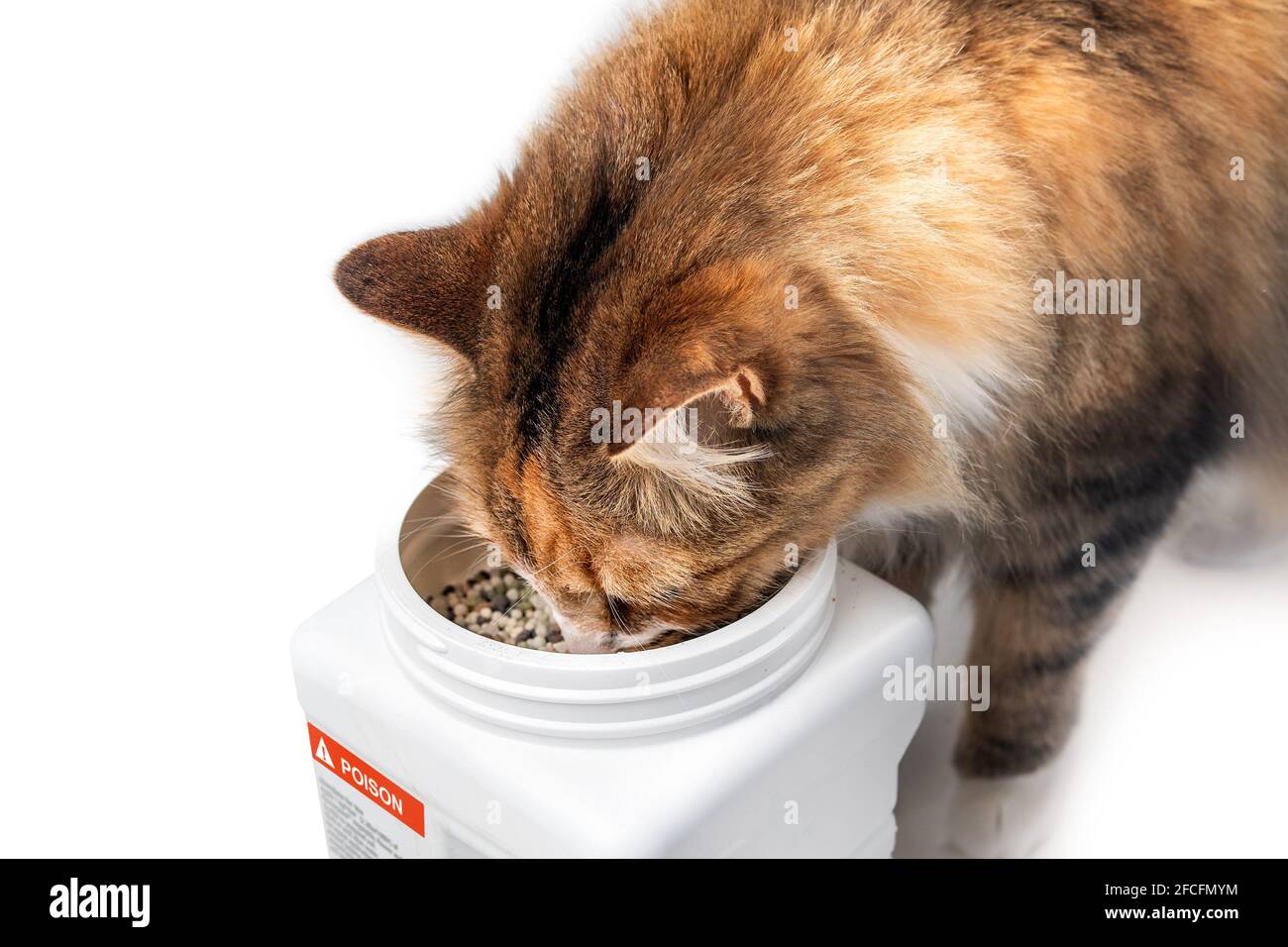 Teneur En Neige Du Chat Dans Un Recipient Etiquete Avec Du Poison Chaton Moelleux Avec Tete A L Interieur Du Seau Concept De Prevention Du Poison Ou Comment Garder Les Animaux De Compagnie