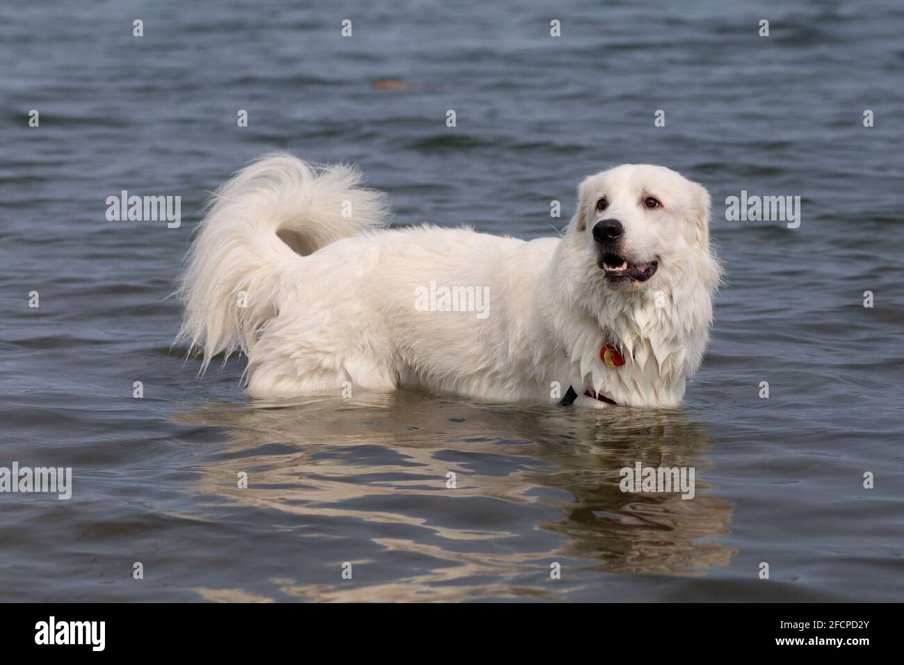 Chien blanc dans l'eau, souriant. Banque D'Images