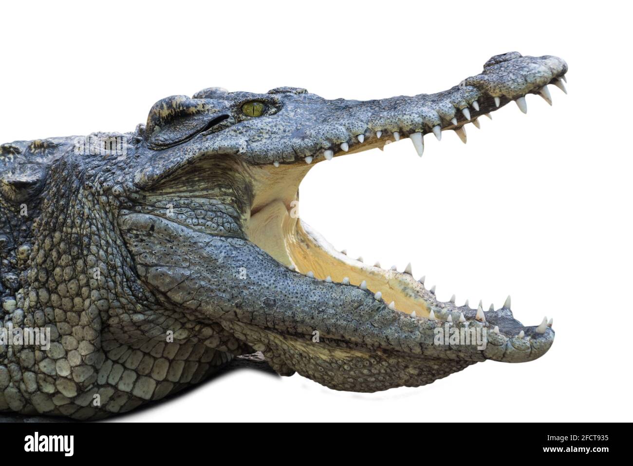 Gros Plan Crocodile Avec Fond Blanc Isole A Col Ouvert Photo Stock Alamy