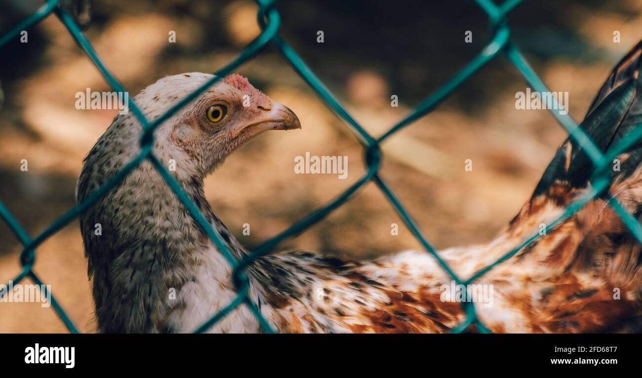 La poule colorée tourne le cou et regarde vers l'arrière, vue à travers un filet. Gros plan portrait photographie de magnifiques animaux de ferme à aire libre. Banque D'Images