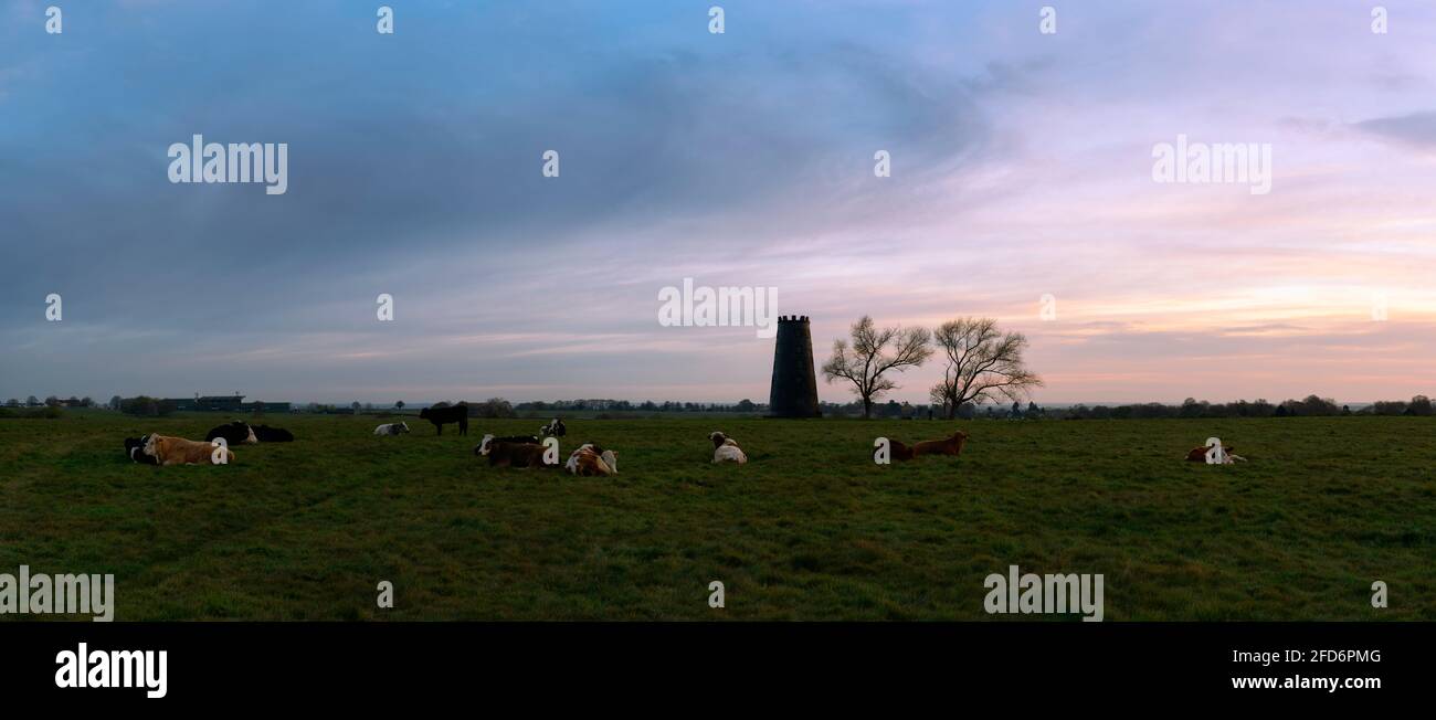 Black Mill, un site d'intérêt local, flanqué d'arbres et de vaches sans feuilles se reposant à l'aube sur le Westwood au début du printemps à Beverley, dans le Yorkshire, au Royaume-Uni. Banque D'Images