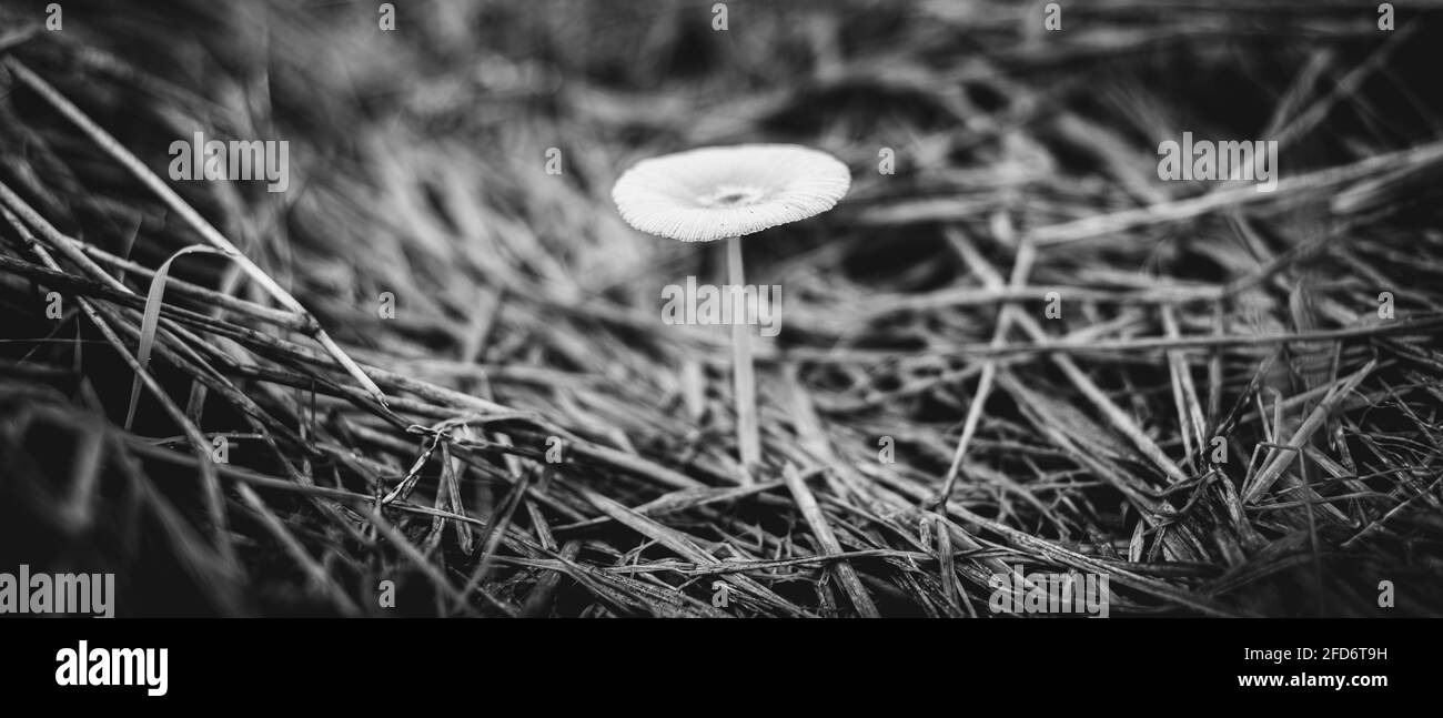 Petit champignon blanc non comestible naturel poussant sur le sol de rizières. Gros plan photo noir et blanc à angle bas. Beauté de la nature Banque D'Images