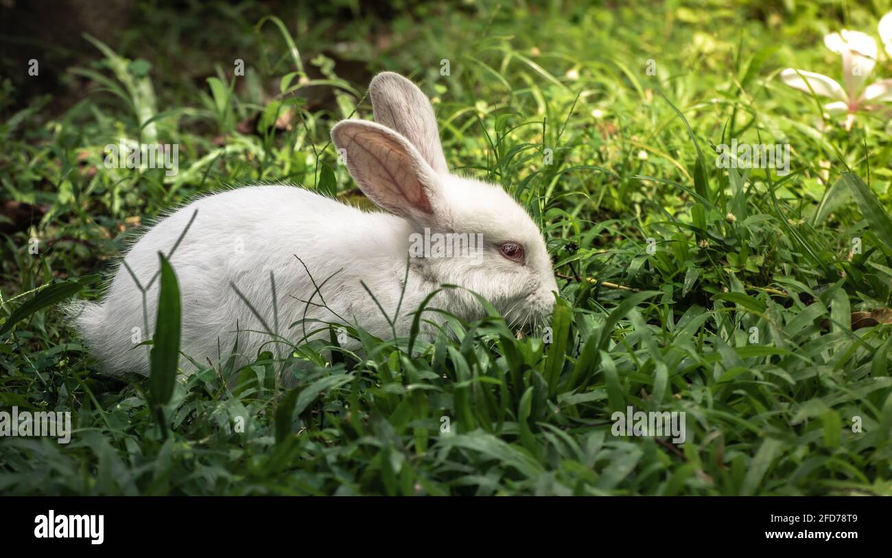 Lapin blanc Albino dans le champ d'herbe. Banque D'Images