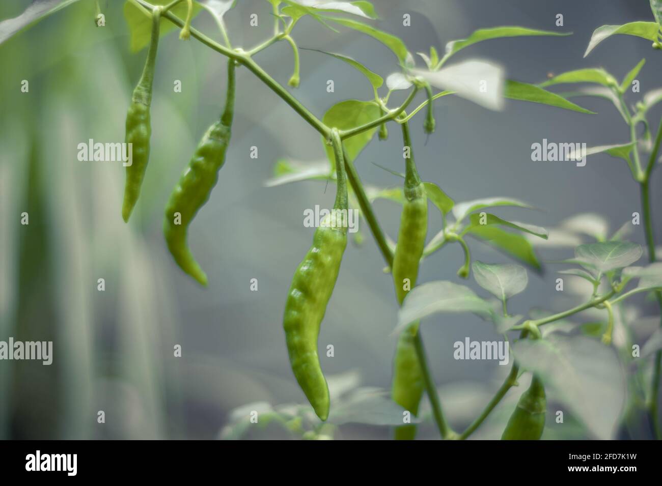 Piment vert cru dans le jardin à la maison, la culture de la nourriture dans une plante en pot, le concept de fraîcheur. Banque D'Images