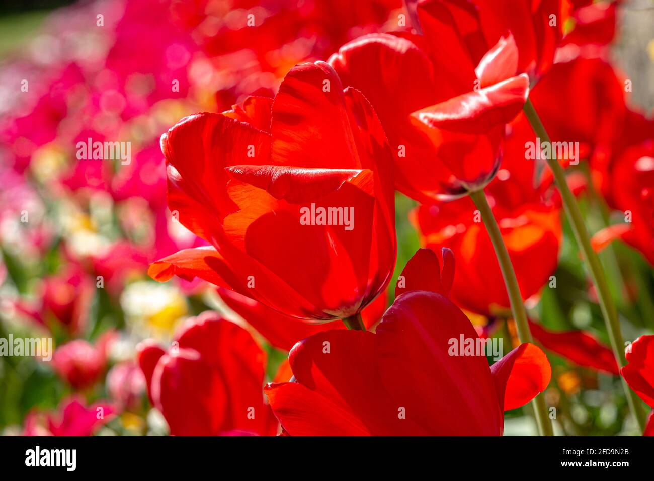 Tulipes rouges dans le soleil de printemps Banque D'Images