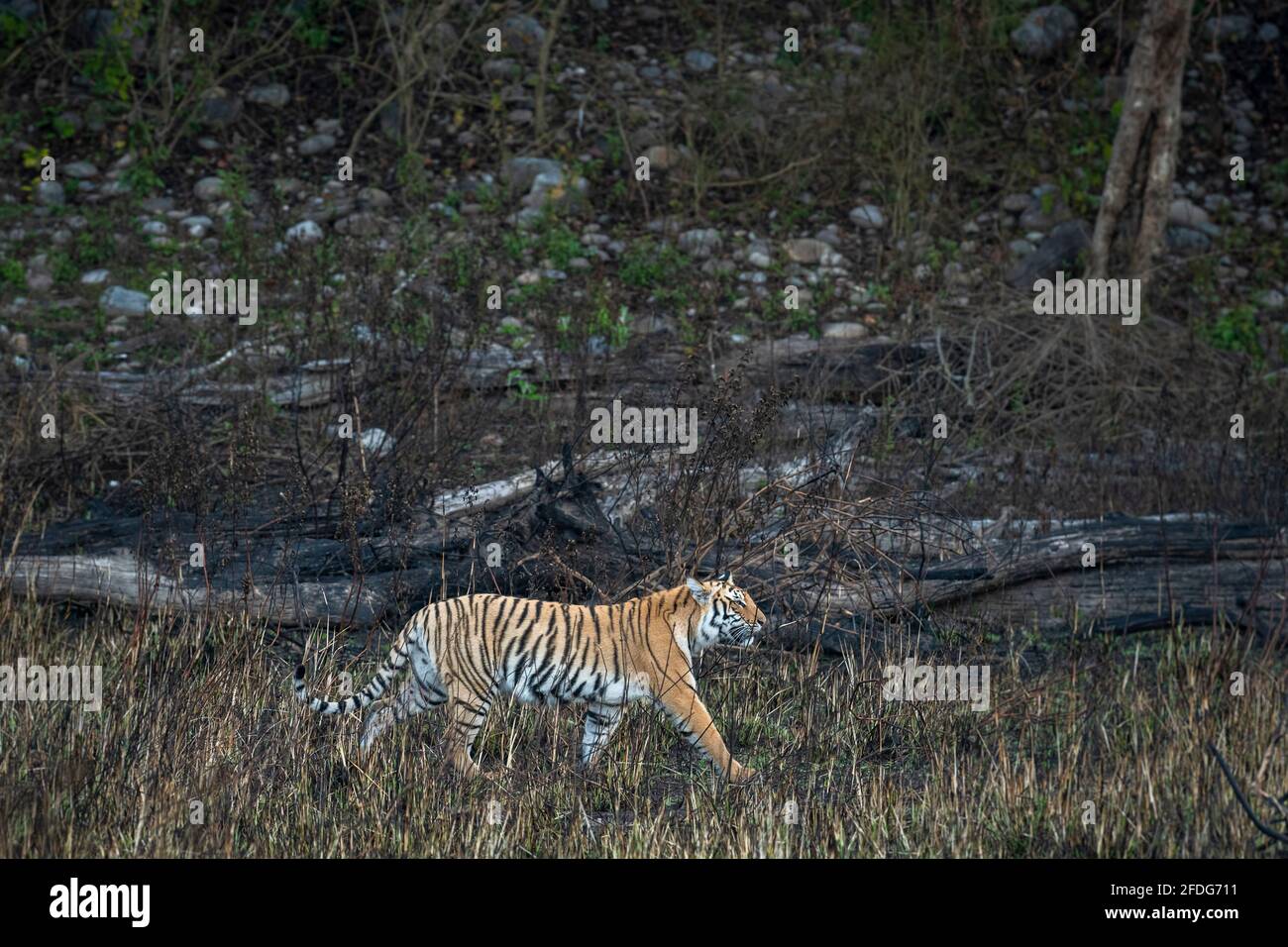 tigre du bengale sauvage sur la promenade ou le proml pour le marquage de territoire de la région terai forêt à uttarakhand inde - panthera tigris tigre Banque D'Images