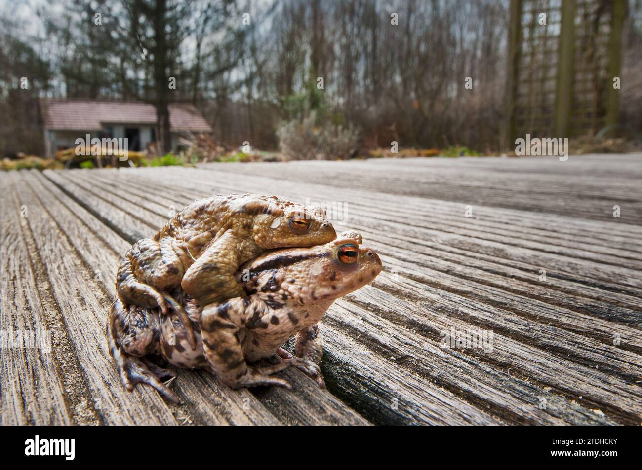Toad européen migrant à travers une arrière-cour en saison de reproduction. Banque D'Images