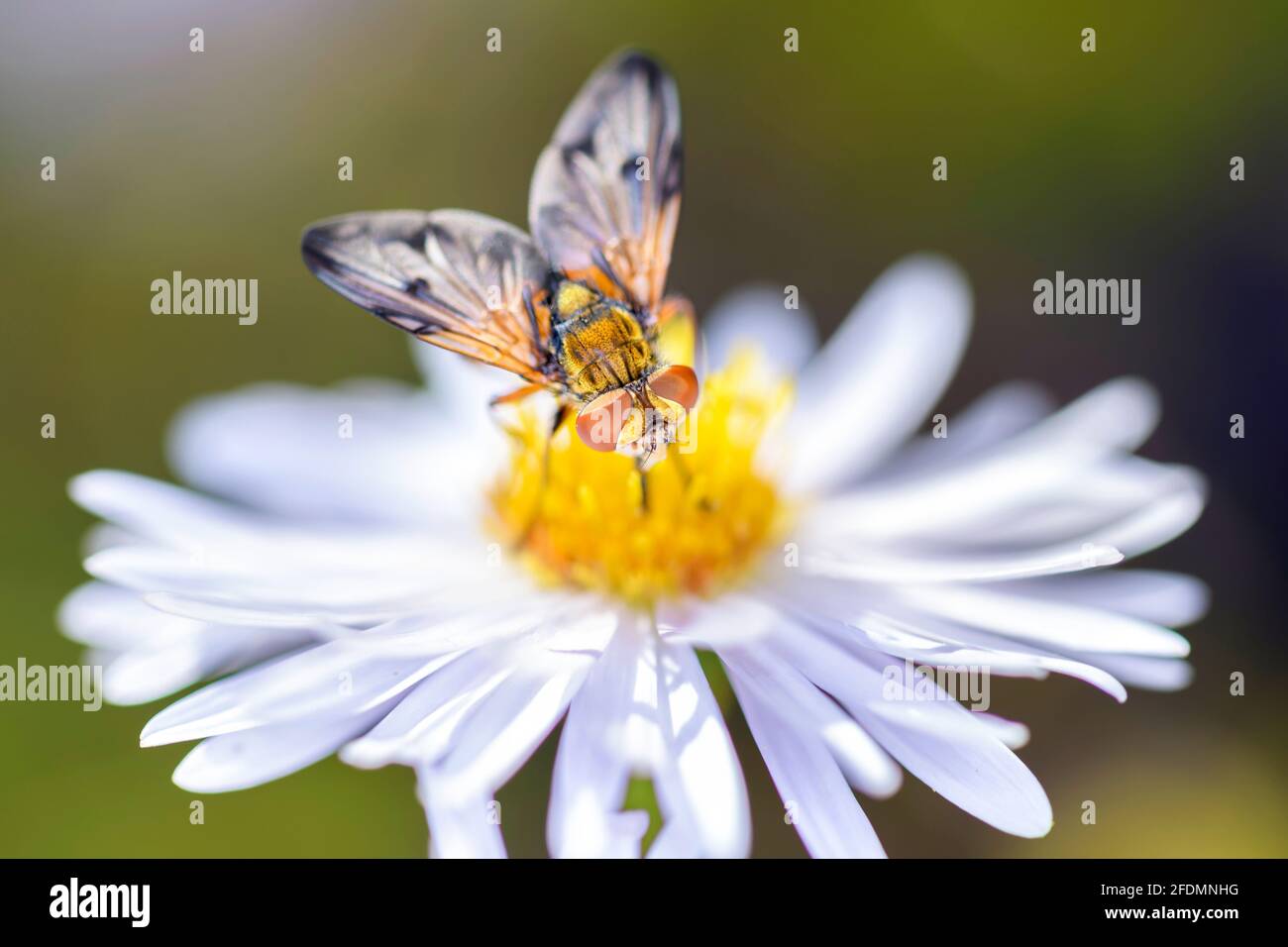 Phasia aurigera se reposant sur une fleur de New York aster - Symphyotrichum novi-belgii Banque D'Images