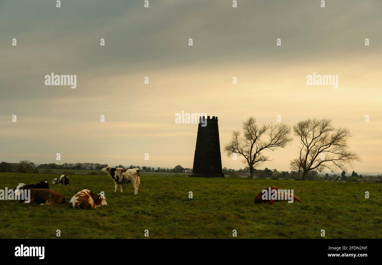 Black Mill, un site d'intérêt local, flanqué d'arbres et de vaches sans feuilles se reposant à l'aube sur le Westwood au début du printemps à Beverley, dans le Yorkshire, au Royaume-Uni. Banque D'Images