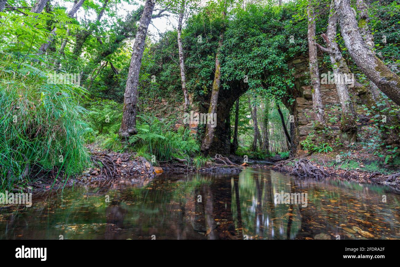 Longue exposition de pont de pierre perdu couvert par la forêt Banque D'Images