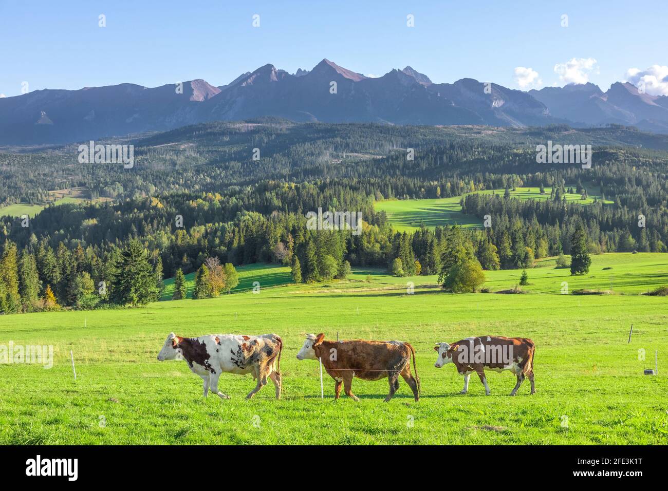 Trois vaches au gingembre dans un pâturage au pied des montagnes Bielskie Tatras à Lapszanka, Pologne Banque D'Images