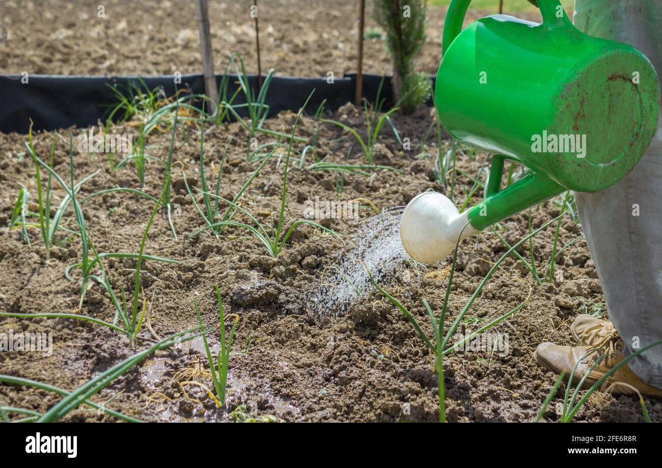 Gros plan d'un fermier arroser des plantes d'oignon avec un arrosoir dans le champ, copier l'espace restant. Banque D'Images