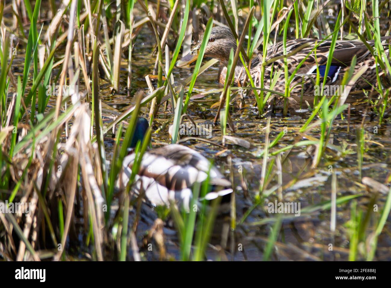 Canard sauvage mâle et femelle nageant dans un étang avec L'eau verte et les herbes vertes à la recherche de nourriture.Animal photographie Banque D'Images