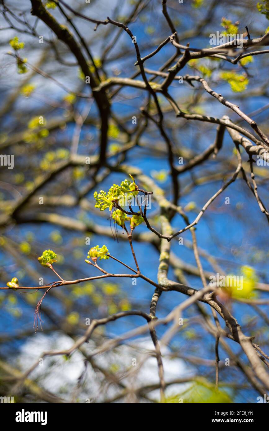Bourgeons d'arbre au printemps. Jeunes bourgeons de grande taille sur les branches sur un arrière-plan flou sous le soleil éclatant. Magnifique printemps frais fond naturel. Ensoleillé da Banque D'Images