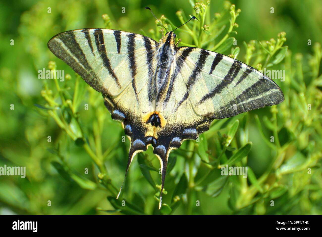 France, Aquitaine, le battant est un beau papillon avec des bandes noires sur son aile jaune et une grande queue. Banque D'Images
