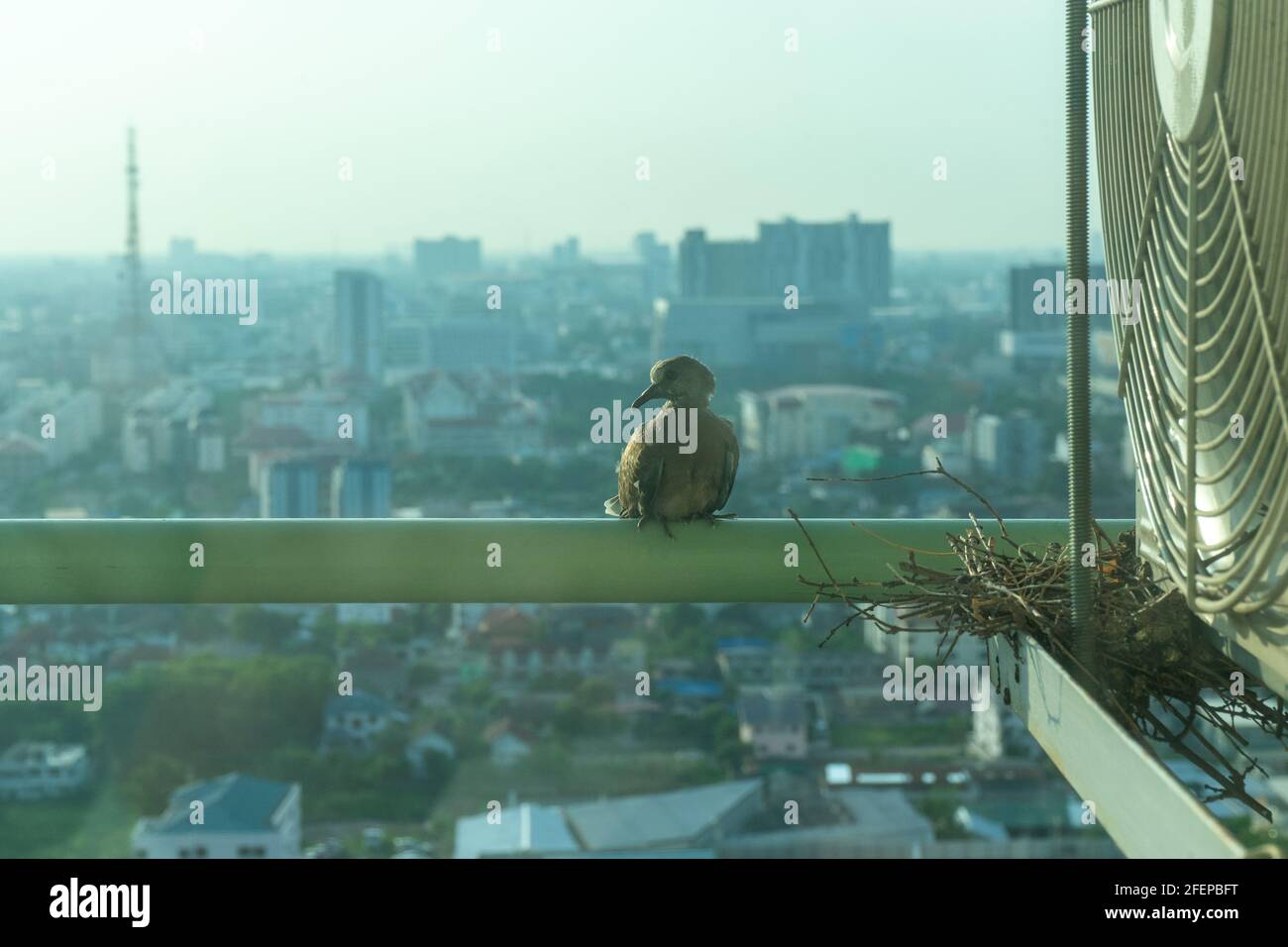 Gros plan des oiseaux dans un nid sur la cage d'acier de air conditionné à la terrasse de haut condominium avec flou paysage urbain au soleil le matin Banque D'Images