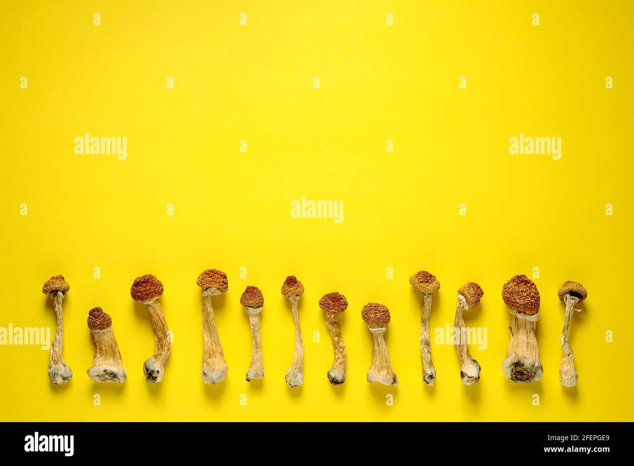 Séchez les champignons psilocybine sur fond jaune vif en rangée. Psychédélique, hallucinant, champignon magique. Usage médical. Concept de microdosage. Banque D'Images