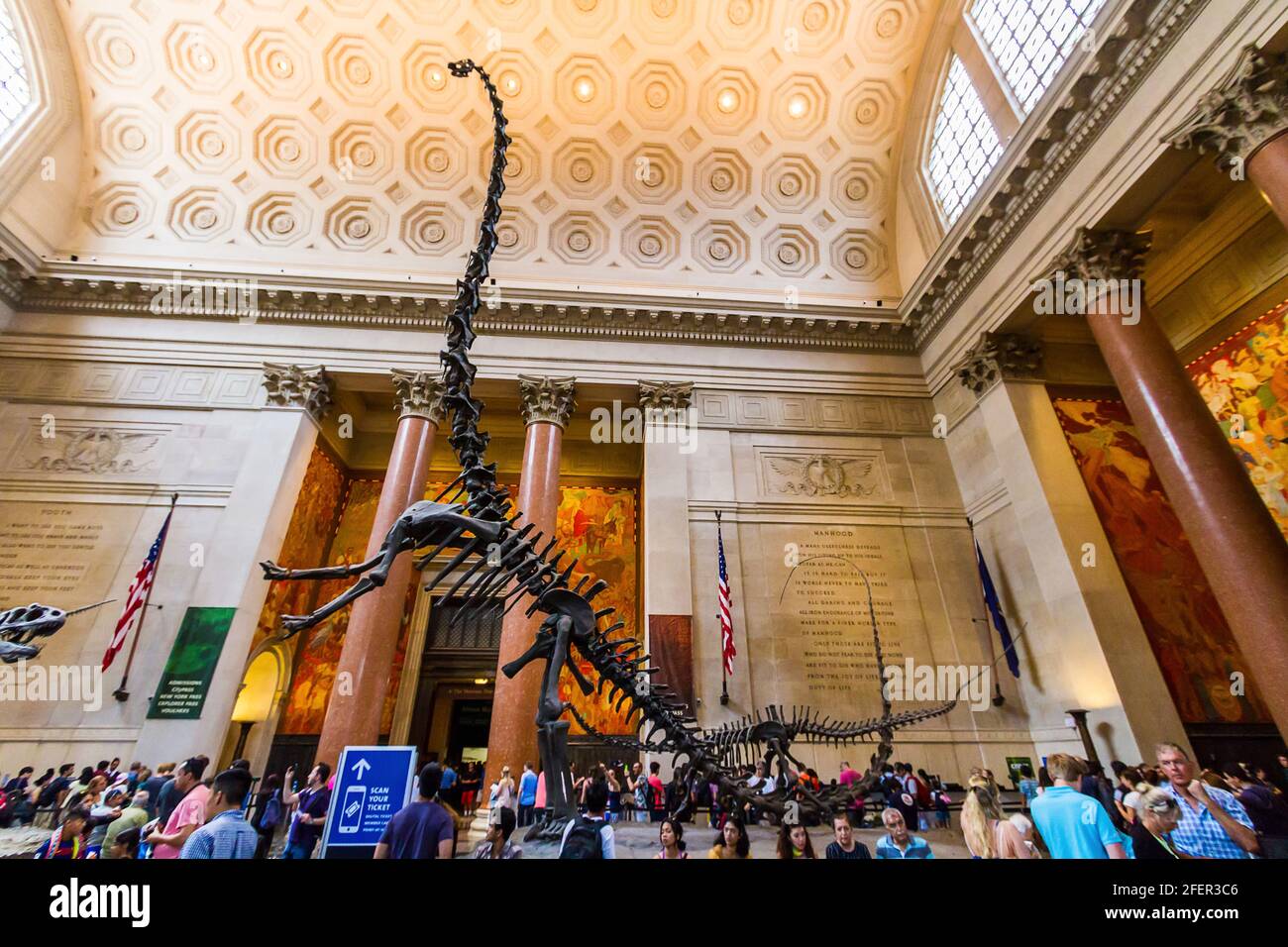 Barosaurus lentus squelette en position d'élevage dans une salle du Musée américain d'Histoire naturelle Banque D'Images