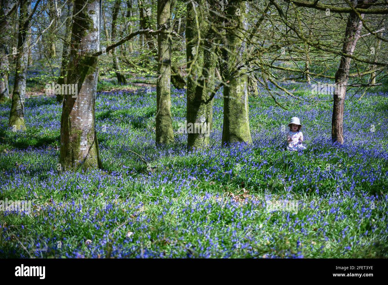 © sous licence de London News Pictures. 24/04/2021. Carmarthenshire, pays de Galles. Sur la photo, Lillian Joy Atig Bluebells est âgée de trois ans au château de Dinfwr dans le Carmarthenshire, tandis que le Royaume-Uni bénéficie d'un temps chaud au printemps pendant le week-end. Chaque année, les cloches fleurissent jusqu'à la fin du mois de mai et créent un tapis de magnifiques couleurs bleues dans les bois à travers le pays. Crédit photo: Robert Melen/LNP Banque D'Images