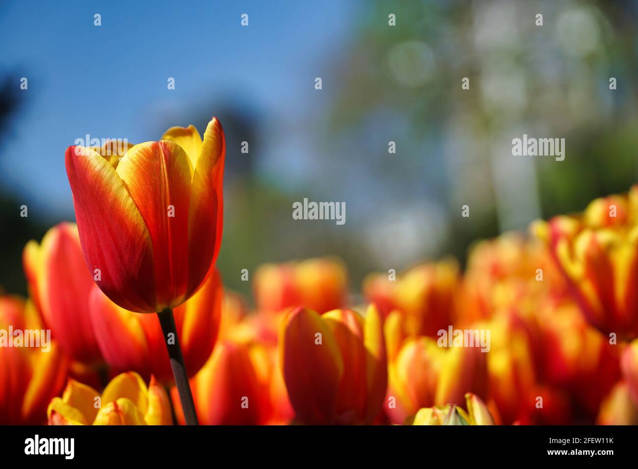 Vue à angle bas des fleurs de tulipe rouge et jaune dans le champ, fleurs en gros plan au printemps Banque D'Images