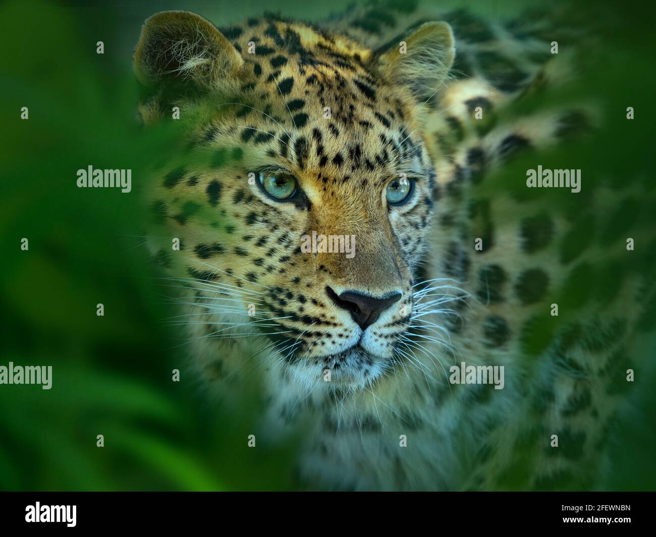 Amur léopard Panthera pardus orientalis Banque D'Images