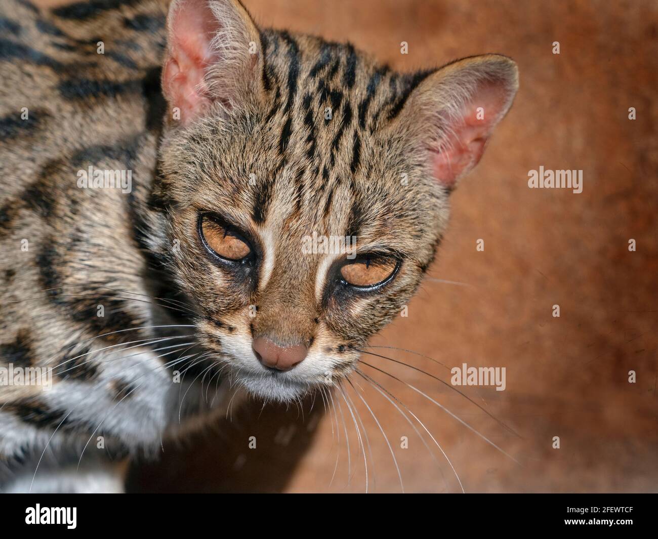 Asian Leopard Cat Prionailurus bengalensis Banque D'Images