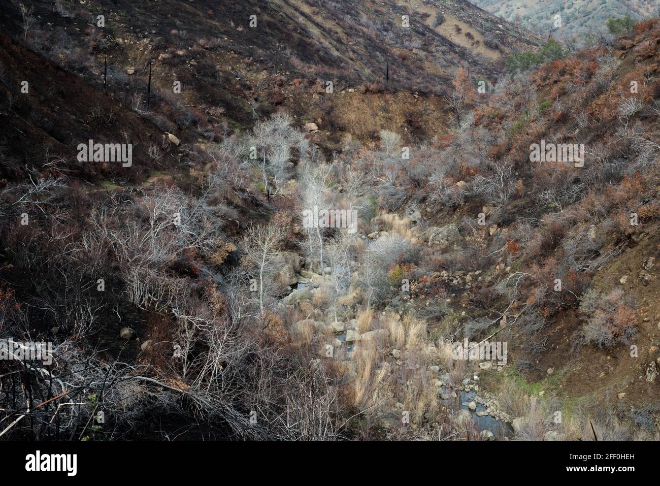 Le bord d'un feu avec des dégâts de feu de forêt noircis d'un côté et la végétation survivante de l'autre, en Californie. Banque D'Images