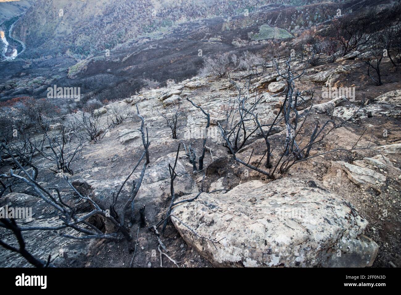 Une colline couverte d'arbres brûlés et de légumes un an après un feu de forêt a balayé cette vallée en Californie. Banque D'Images