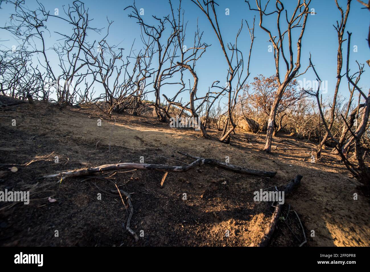 De grandes étendues de paysage ont eu toute la végétation vivante brûlée par les feux de forêt hors de contrôle en Californie. Banque D'Images
