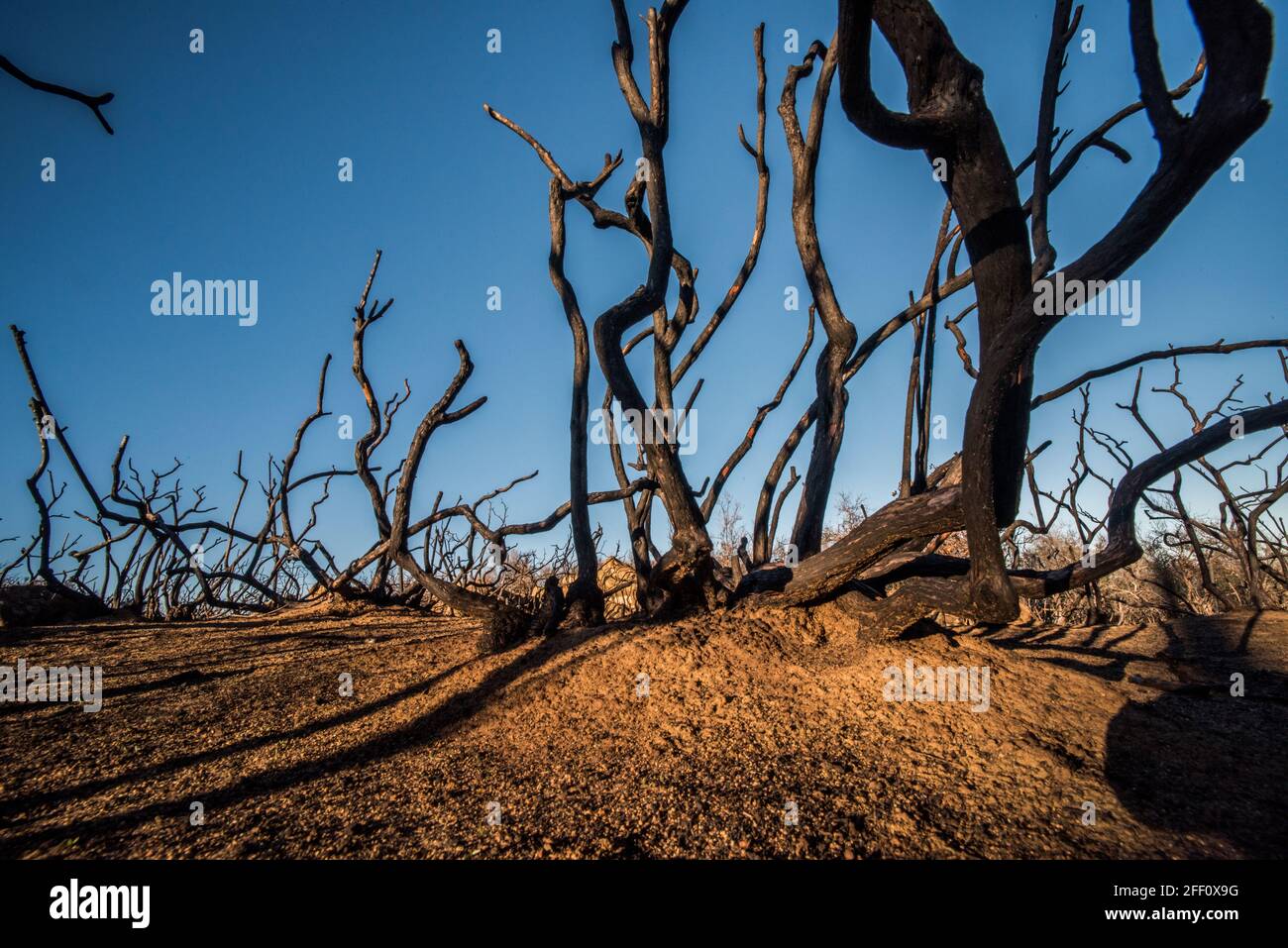 De grandes étendues de paysage ont eu toute la végétation vivante brûlée par les feux de forêt hors de contrôle en Californie. Banque D'Images