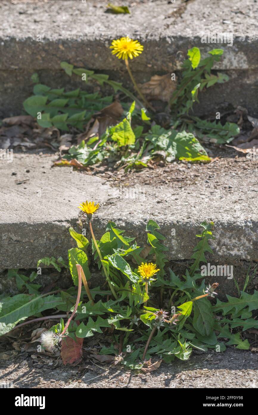 Pissenlit jaune printemps / Taraxacum officinale fleurs croissant dans le béton. Pissenlit autrefois utilisé dans les remèdes à base de plantes médicinales et également les feuilles comestibles. Banque D'Images