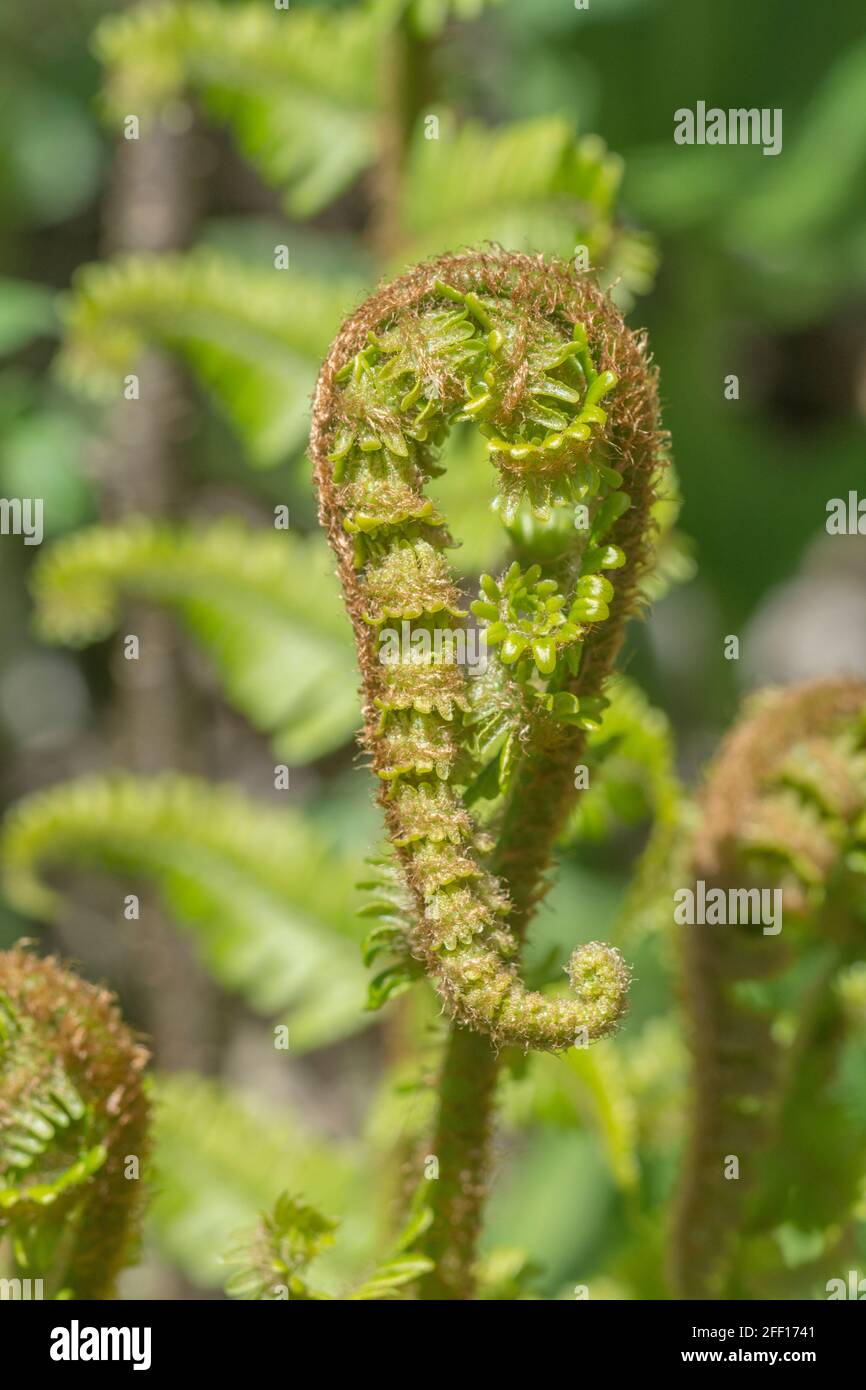Uncurling tête de violon tirer dans la banque de haies au soleil de printemps. Espèce non identifiée. Peut être une espèce de Bracken ou de Dryopteris (en Cornouailles). Résumé de la nature Banque D'Images