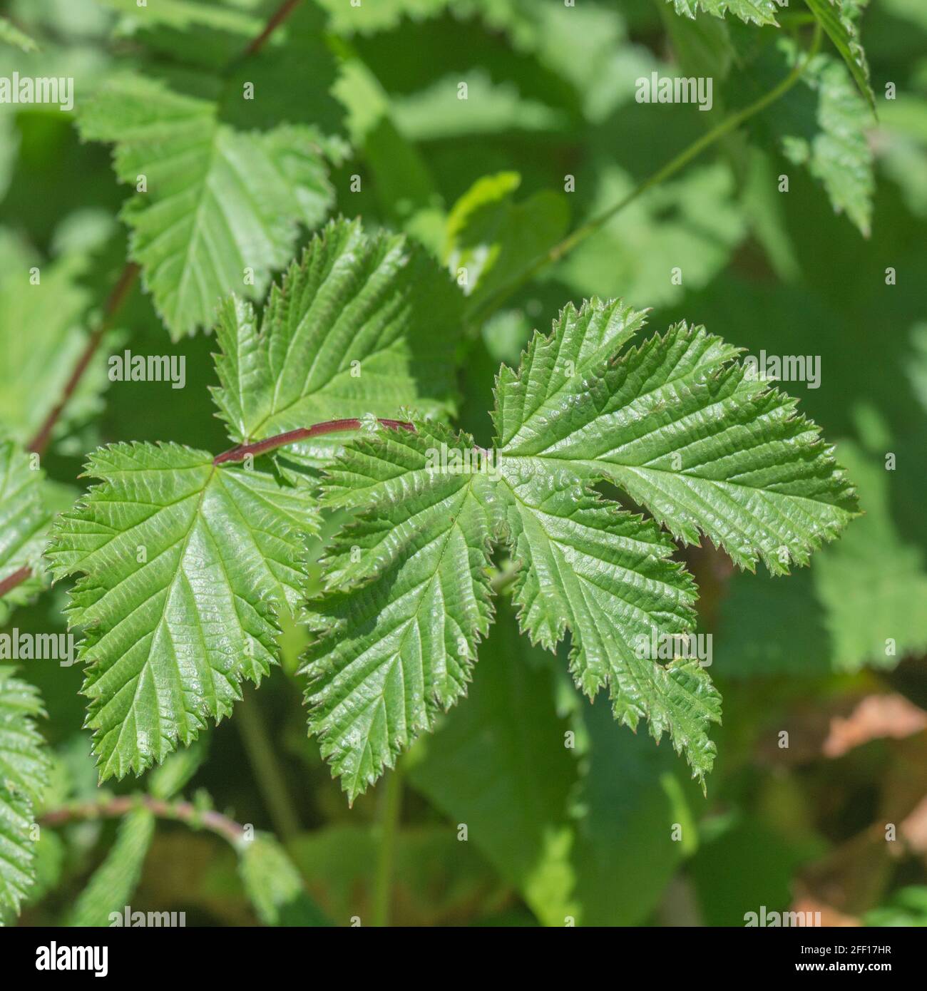 Meadowsweet / Filipendula ulmaria laisse sous le soleil de printemps. Plante médicinale bien connue utilisée en médecine à base de plantes et remèdes à base de plantes pour l'effet analgésique Banque D'Images