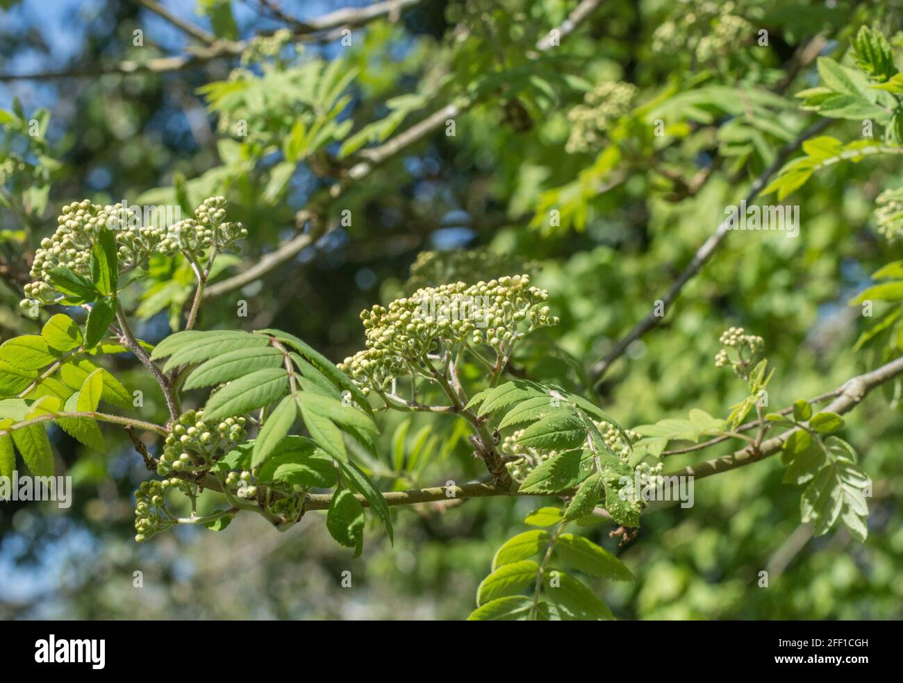 Fleurs et feuilles de Rowan, Ash de montagne / Sorbus aucuparia au soleil de printemps. Fruits utilisés dans la confiture de rowan / conserver et une fois dans la médecine de fines herbes Banque D'Images