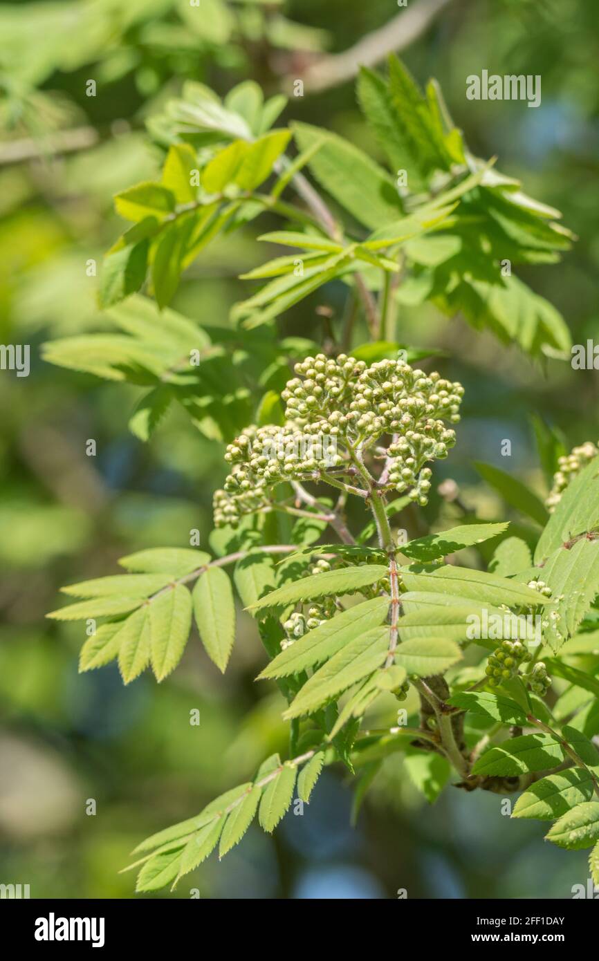 Fleurs et feuilles de Rowan, Ash de montagne / Sorbus aucuparia au soleil de printemps. Fruits utilisés dans la confiture de rowan / conserver et une fois dans la médecine de fines herbes Banque D'Images
