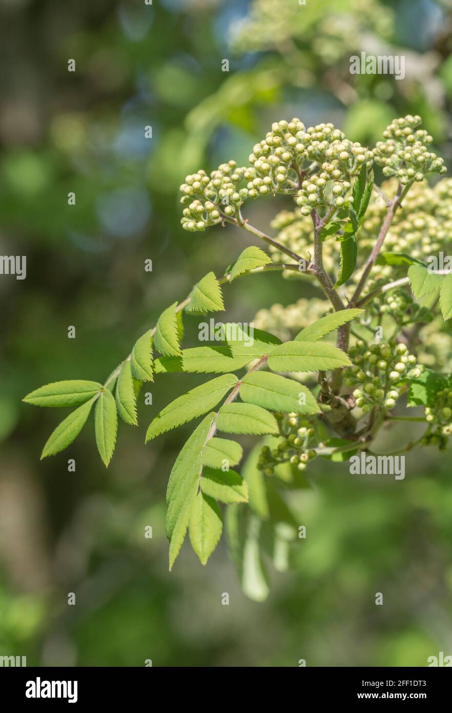 Fleurs et feuilles de Rowan, Ash de montagne / Sorbus aucuparia au soleil de printemps. Fruits utilisés dans la confiture de rowan / conserver et une fois dans la médecine de fines herbes Banque D'Images