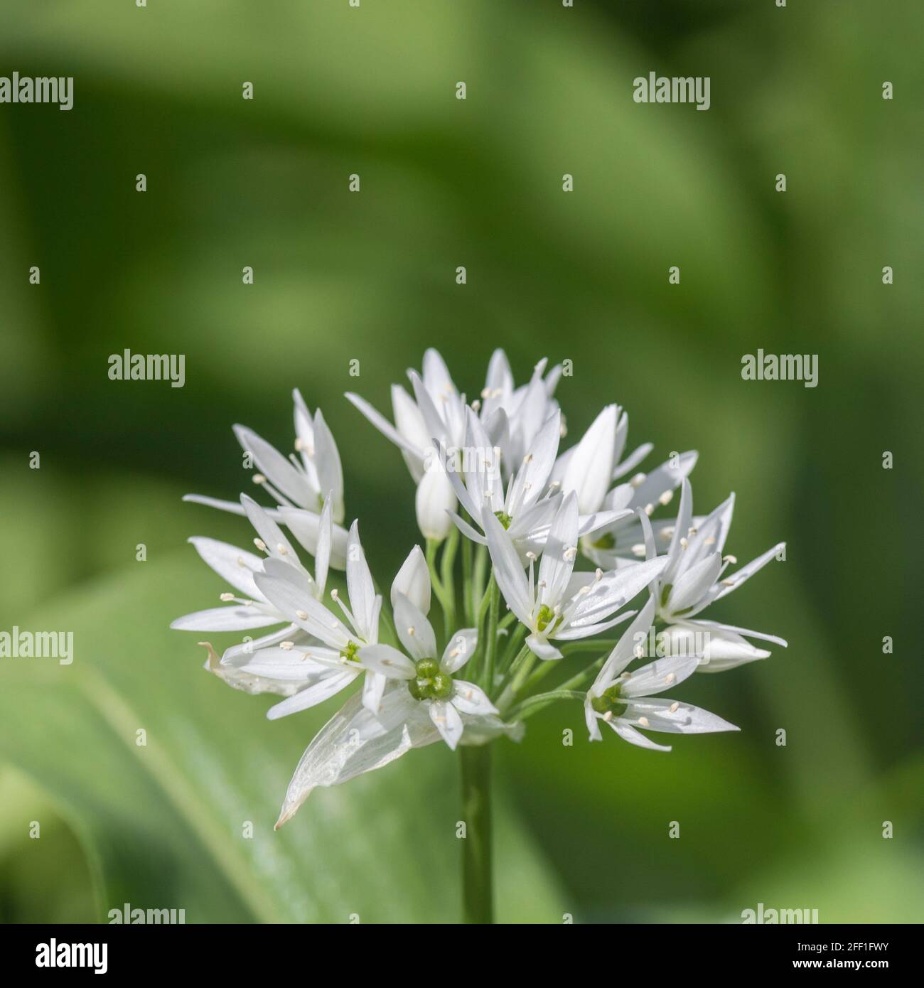 Gros plan de fleurs blanches de l'ail sauvage appelé Ramsons / Allium ursinum. Un vert sauvage comestible et savoureux, autrefois utilisé comme plante médicinale Banque D'Images