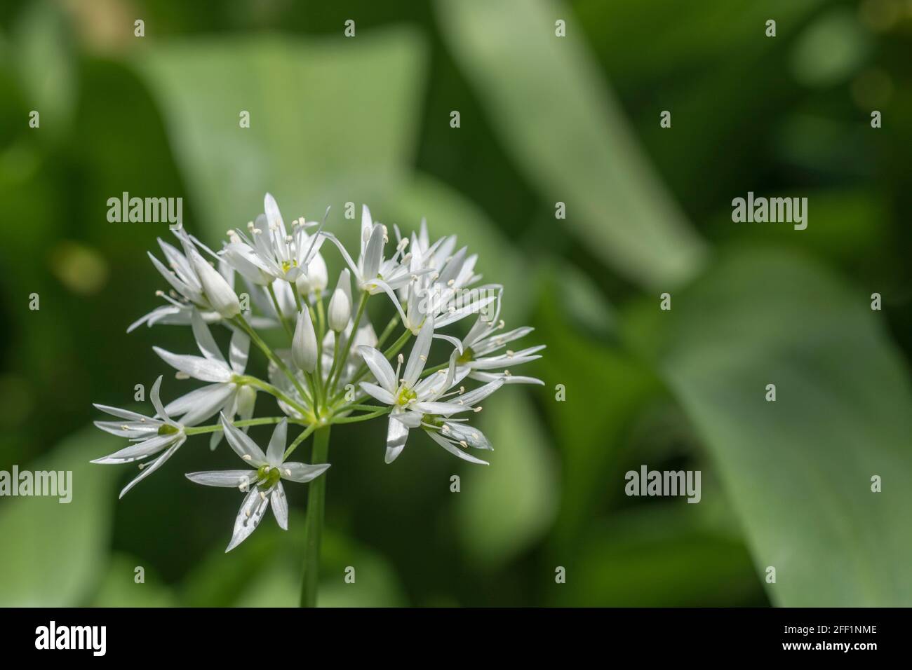 Gros plan de fleurs blanches de l'ail sauvage appelé Ramsons / Allium ursinum. Un vert sauvage comestible et savoureux, autrefois utilisé comme plante médicinale Banque D'Images