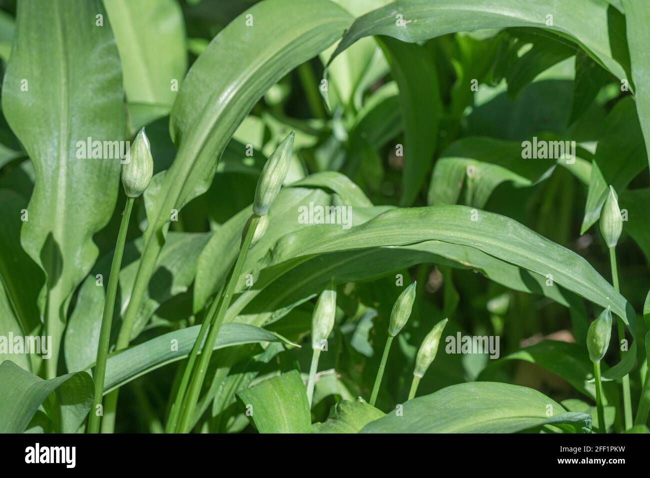 Boutons de fleurs vertes de l'ail sauvage appelé Ramsons / Allium ursinum. Un vert sauvage comestible et savoureux, autrefois utilisé comme plante médicinale. Banque D'Images