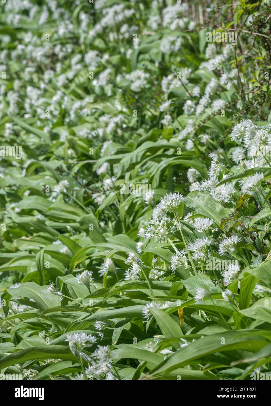 Fleurs blanches en masse de l'ail sauvage appelé Ramsons / Allium ursinum. Un vert sauvage comestible et savoureux, autrefois utilisé comme plante médicinale Banque D'Images