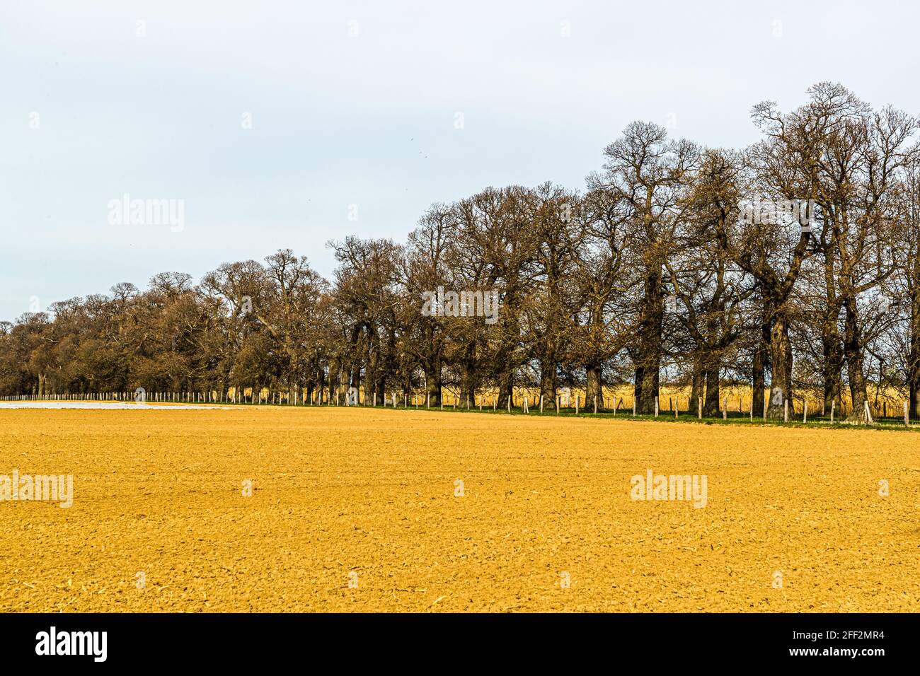 L'avenue des châtaignes douces (Castanea sativa P. MILL) de Schloss Dyck près de Grevenbroich en Rhénanie-du-Nord-Westphalie est, avec plus de 214 arbres plantés entre 1794 et 1811, la plus grande et probablement aussi la plus ancienne avenue des châtaignes douces encore existant dans toute l'Allemagne. Banque D'Images
