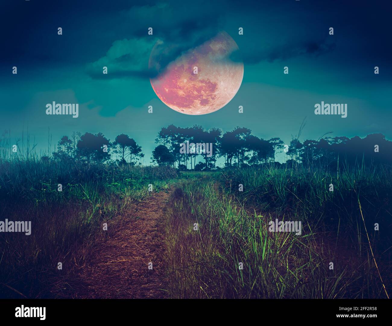 Paysage la nuit dans la forêt avec la mode et l'obscurité ciel super lune de sang dans le fond, sérénité nature fond. À l'extérieur la nuit Banque D'Images