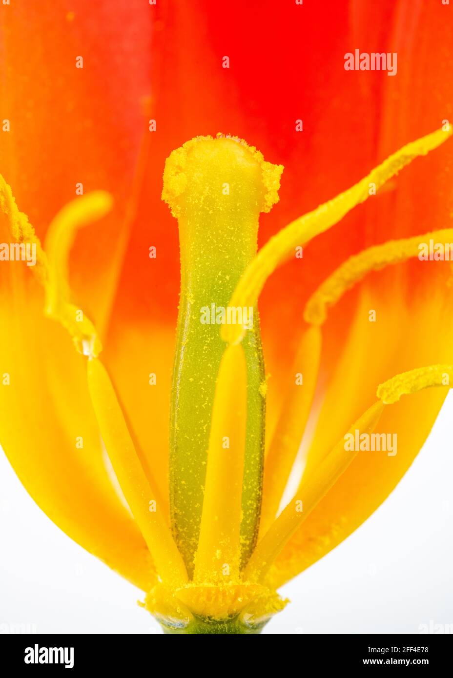 Macro photographie d'une fleur de tulipe Banque D'Images