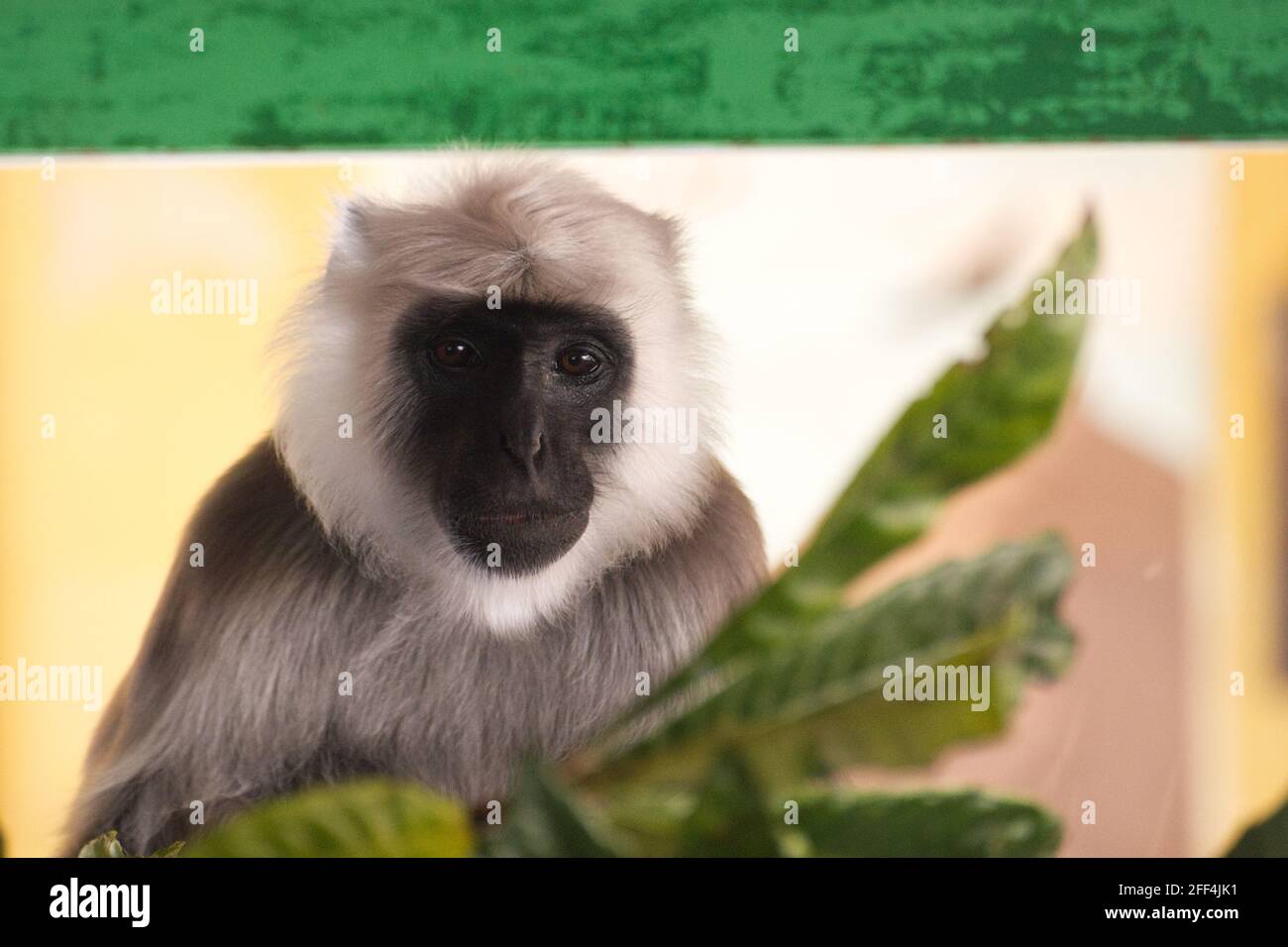 Langur gris des plaines du Nord Banque D'Images