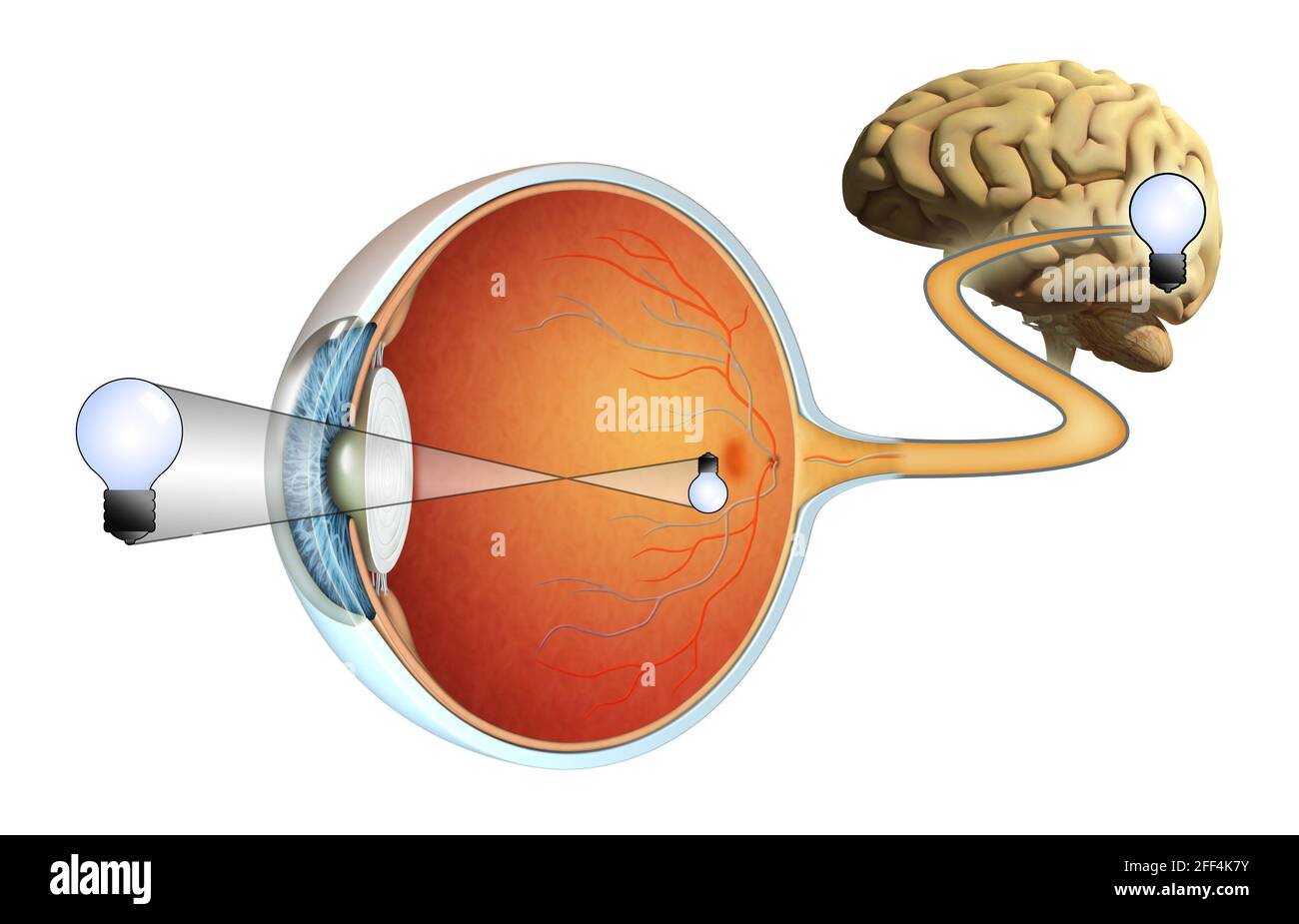Comment les images sont capturées par nos yeux et traitées par notre cerveau. Illustration numérique. Banque D'Images