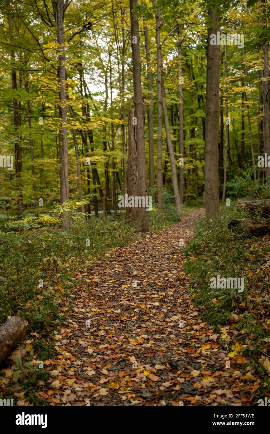 Les feuilles d'automne couvrent un grand sentier dans la forêt de la vallée de Cuyahoga Parc national Banque D'Images