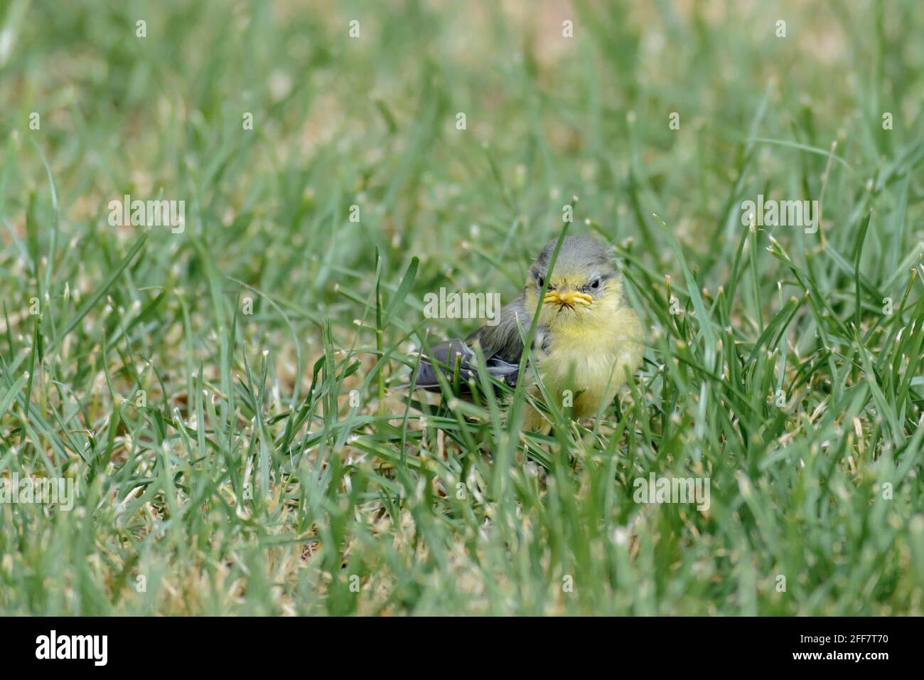 Un bébé bleu tit naissant oiseau explorant l'herbe dedans un jardin Banque D'Images