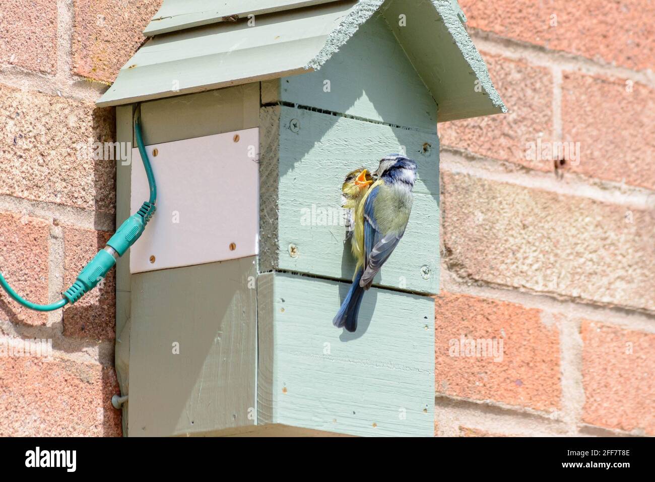 Un tit bleu nourrissant sa nourriture jeune oiseau naissant dans la boîte à oiseaux Banque D'Images