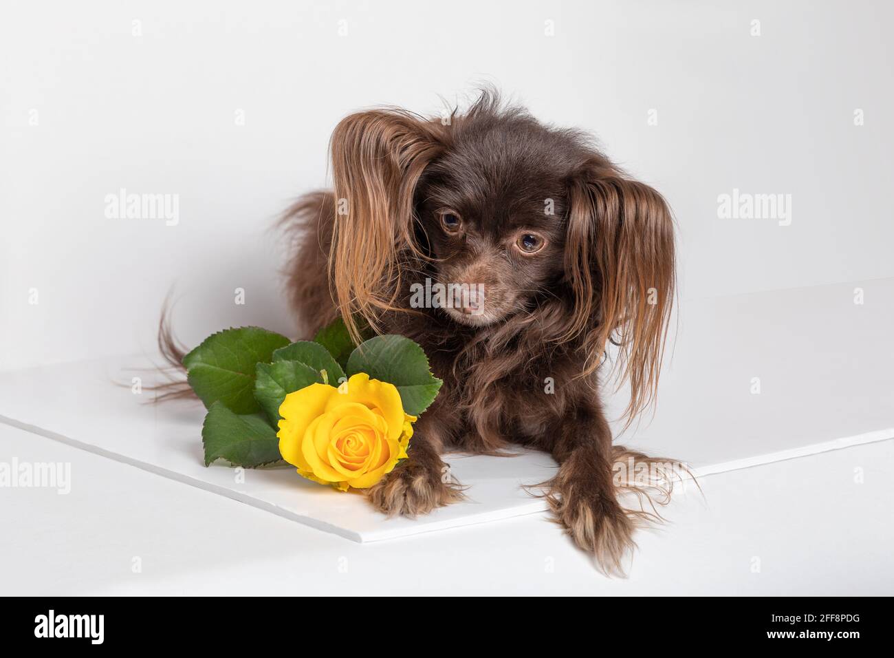 Chien race jouet terrier chocolat brun animal mentir avec rose jaune. Prise de vue en studio isolée sur fond blanc. Banque D'Images
