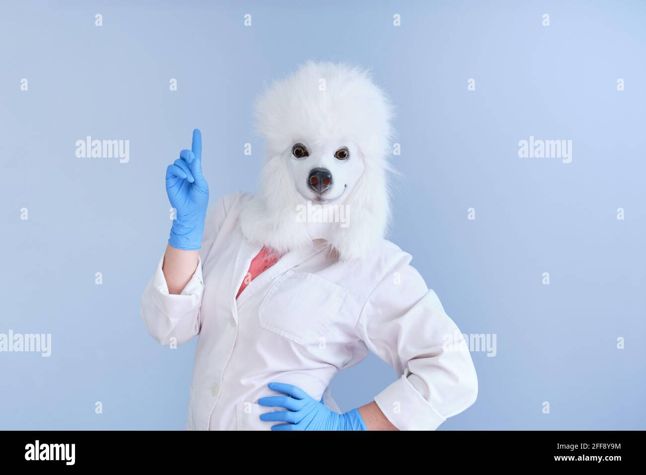Jeune femme dans un masque de tête de chien en latex et un manteau blanc faisant idée signe de main sur un fond bleu. Docteur médecine vétérinaire concepts. Banque D'Images